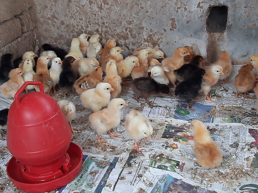 Hatching Opportunities